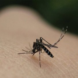 ΕΟΔΥ: Πρώιμη έναρξη δραστηριότητας των κουνουπιών - Προφυλαχθείτε από τον ιό του Δυτικού Νείλου