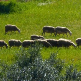 Κόκκινος συναγερμός για τα αλλεπάλληλα κρούσματα πανώλης σε όλη τη χώρα: 13.000 αιγοπρόβατα έχουν ήδη θανατωθεί