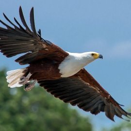 Βασιλικός αετός άρπαξε κοριτσάκι 20 μηνών: Η μητέρα της έπεσε πάνω του και το πήρε πίσω από τα νύχια του - Σοκαριστικές μαρτυρίες 