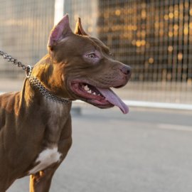 10 άγρια πιτ μπουλ κατασπάραξαν τον 59χρονο Τζέιμς στην αυλή του: Ζούσε δίπλα σε έναν έμπορο ναρκωτικών που τα είχε για φρουρούς