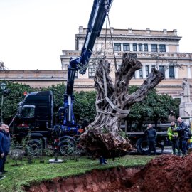 Υπεραιωνόβια ελιά 700 ετών φυτεύτηκε στον Παλαιά Βουλή - 5.000 δέντρα έχουν τοποθετηθεί στην Αθήνα τον τελευταίο χρόνο (βίντεο)