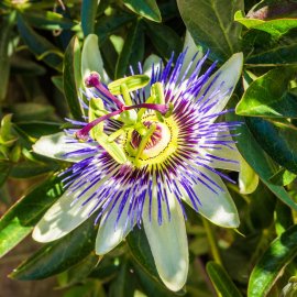 Passiflora (Passionflower): Το Βότανο της Χαλάρωσης και της Ανακούφισης